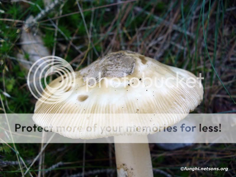 amanita20626.jpg