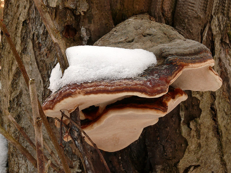 Fomitopsis-pinicola3.jpg