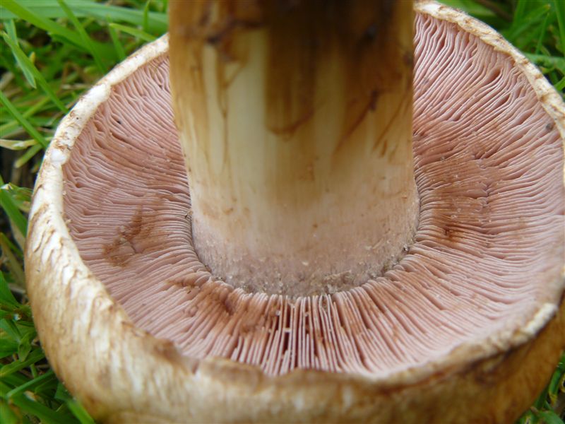 Pilz8.jpg