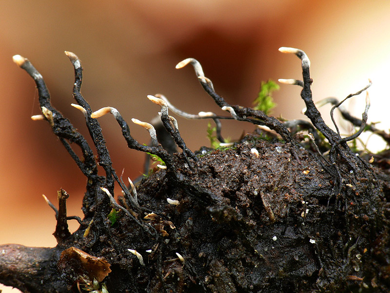 Xylaria-carpophila.jpg