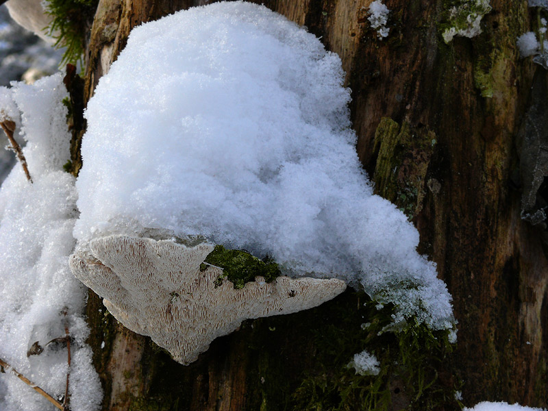 Trametes-gibbosa.jpg