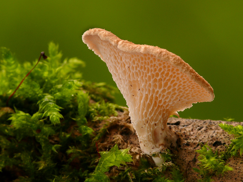 Polyporus-mori.jpg