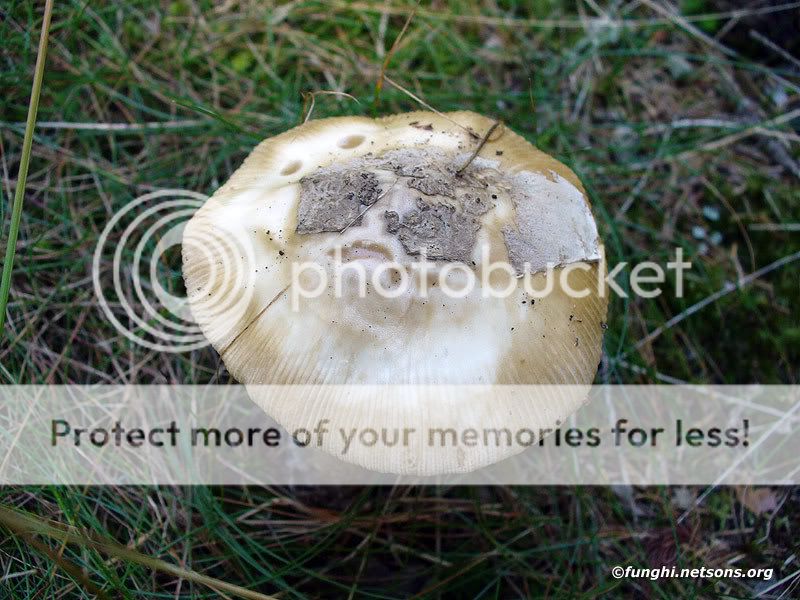 amanita20620.jpg